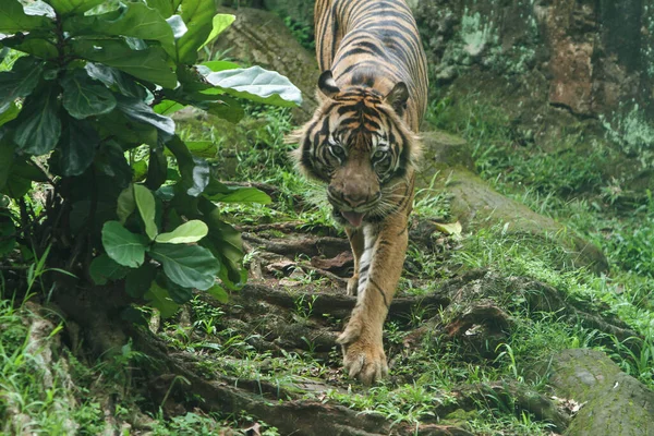 Tigre Dans Zoo — Photo