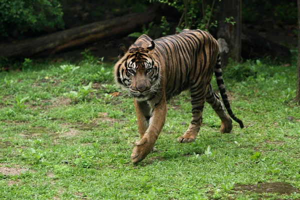 Tigris Állatkertben — Stock Fotó