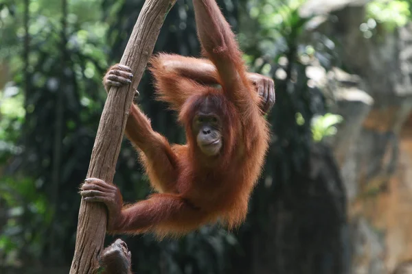Orangutan Зоопарке — стоковое фото