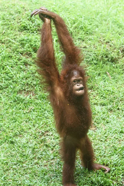Orangutan Зоопарке — стоковое фото