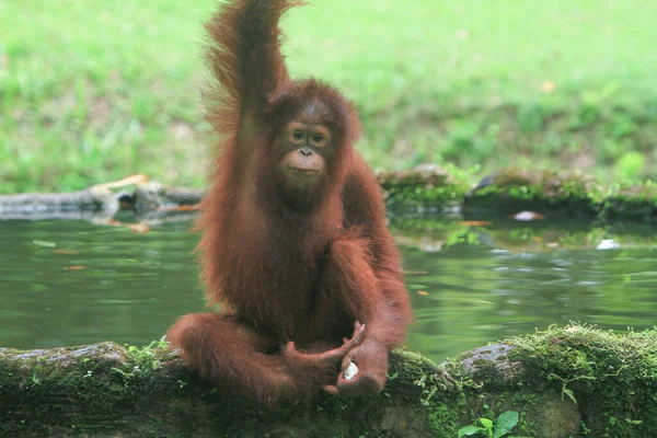 Close Cute Orangutan — стоковое фото