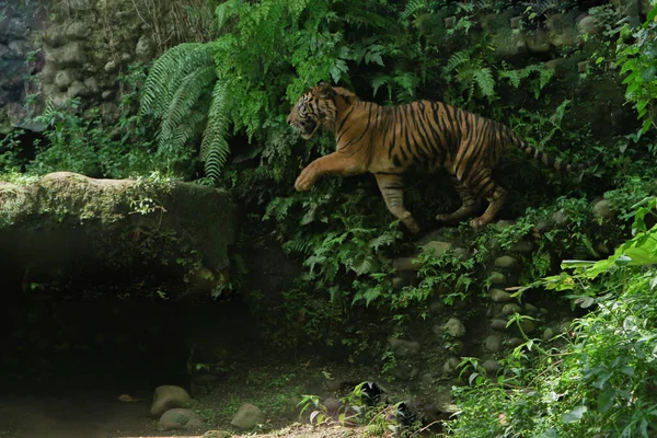 Tigre Hermoso Bosque — Foto de Stock