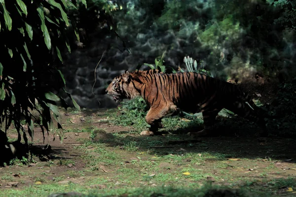 Egy Tigris Állatkertben — Stock Fotó