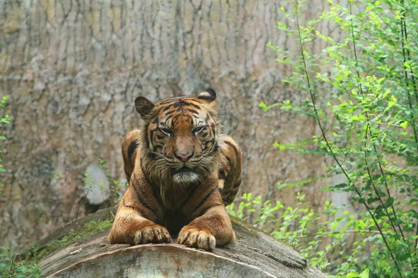 Tiger Zoo — Stockfoto