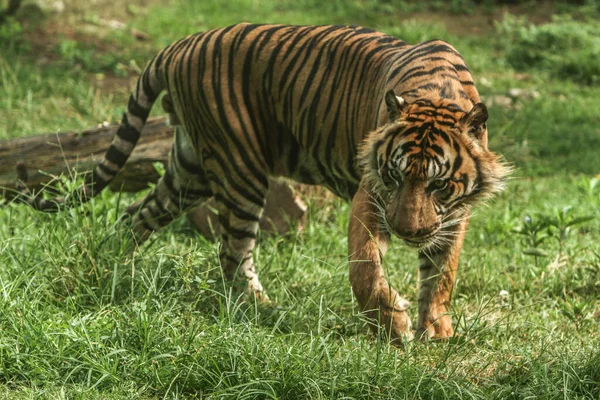 Тигр Гуляющий Парку — стоковое фото