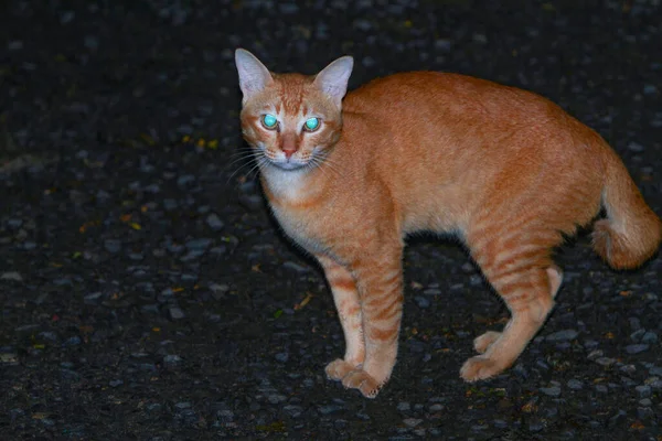 Potret Lucu Kucing Tabby Oranye Jalan — Stok Foto