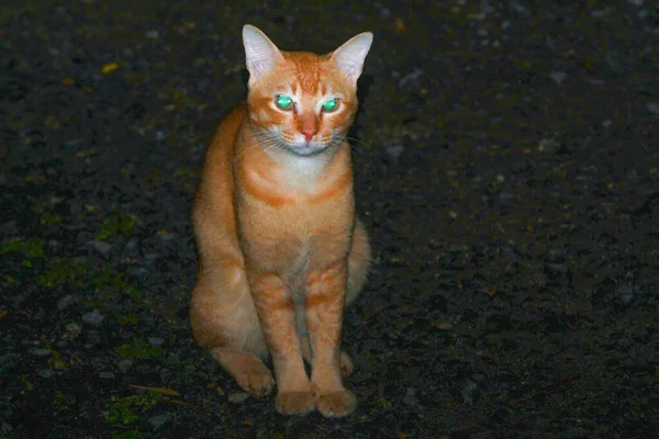 Kucing Jalan — Stok Foto