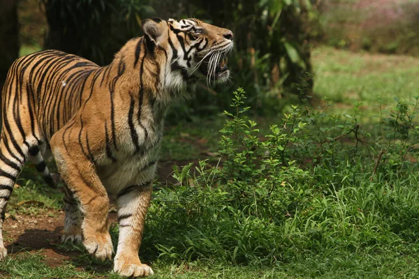 Тигр Зоопарку — стокове фото