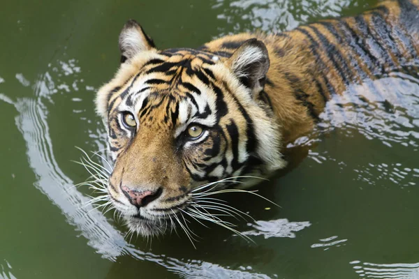 Tiger Lake — Stock Photo, Image