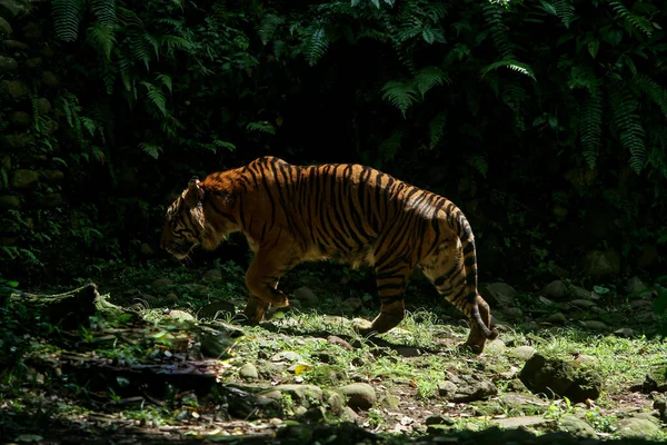 Tigre Nella Foresta — Foto Stock