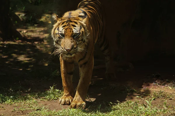 Sumátrai Tigris Állatkertben — Stock Fotó
