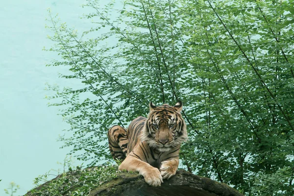Tigre Bosque — Foto de Stock