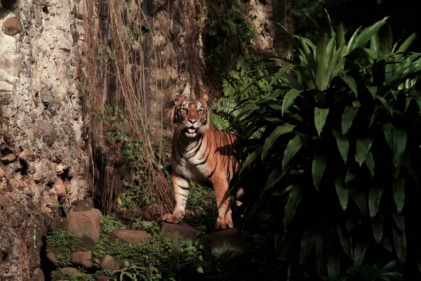 森林中老虎的美丽景色 — 图库照片