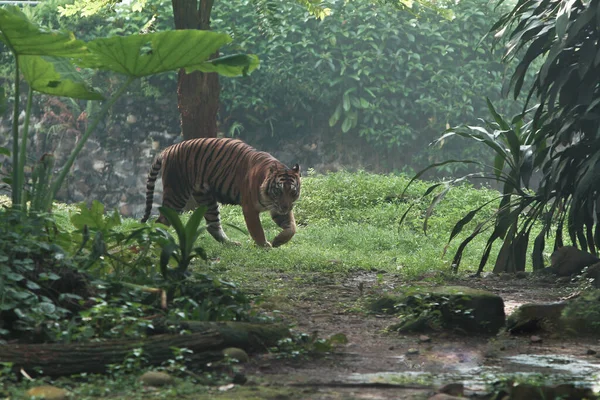 Tigre Zoológico — Foto de Stock