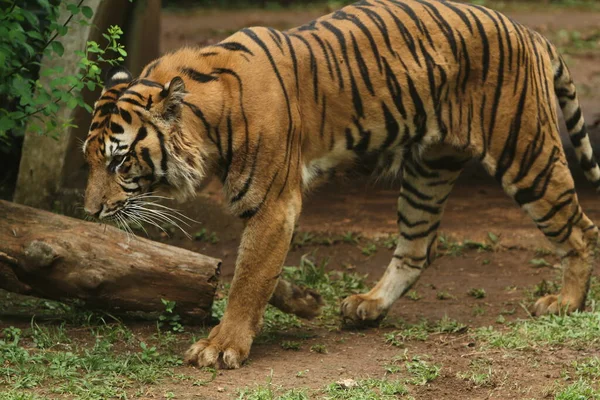 Tigre Zoológico — Foto de Stock