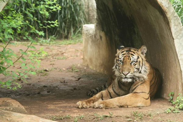 Красивый Молодой Тигр Отдыхает Сидит Парке — стоковое фото