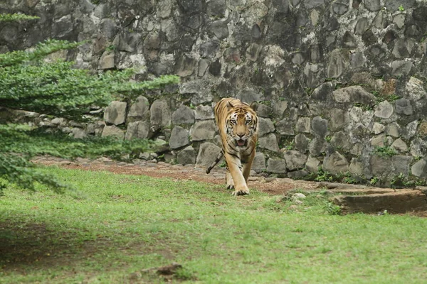 Ένα Νεαρό Λιοντάρι Στο Ζωολογικό Κήπο — Φωτογραφία Αρχείου
