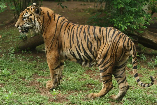 Una Bella Tigre Allo Zoo — Foto Stock