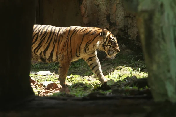 Tigre Zoológico — Fotografia de Stock
