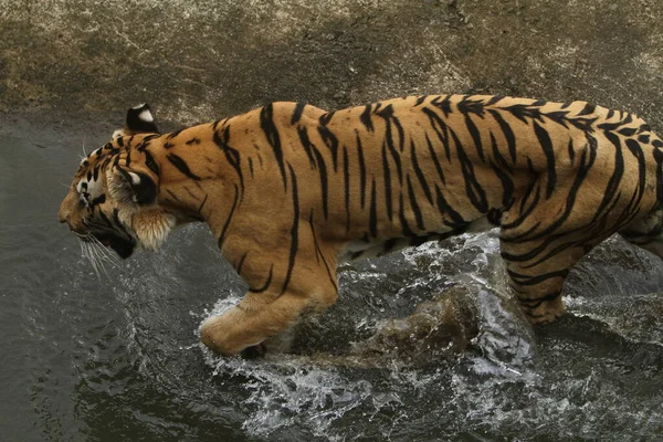 Тигр Воде — стоковое фото