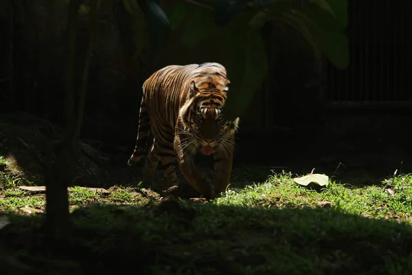 Vit Tiger Djurparken — Stockfoto