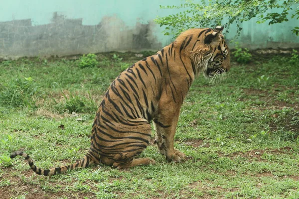 Hermoso Tigre Parque — Foto de Stock