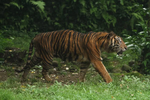 动物园里漂亮的老虎 — 图库照片