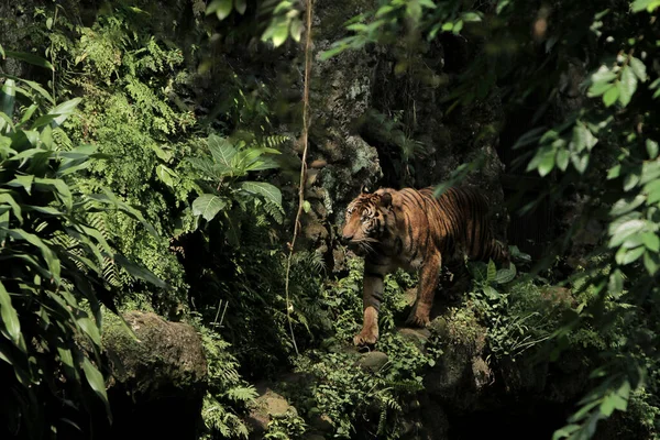 森林里一只老虎的美丽镜头 — 图库照片