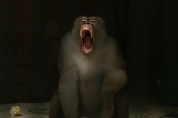 Ein Junger Affe Zoo — Stockfoto