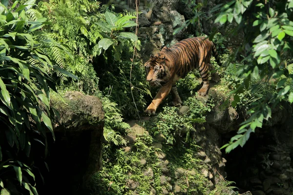 Tigern Skogen — Stockfoto