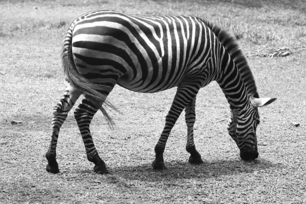 Fekete Fehér Zebra Állatkertben — Stock Fotó