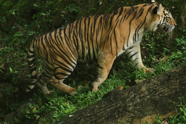 Τίγρης Στο Ζωολογικό Κήπο — Φωτογραφία Αρχείου