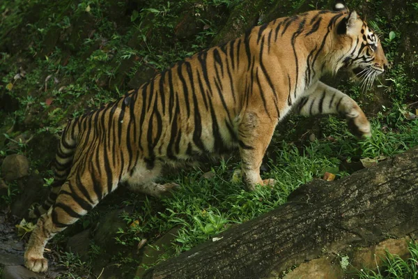 Tiger Zoo — Stock Photo, Image