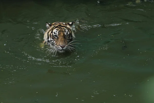Beautiful Tiger Swimming Pool — Stock Photo, Image