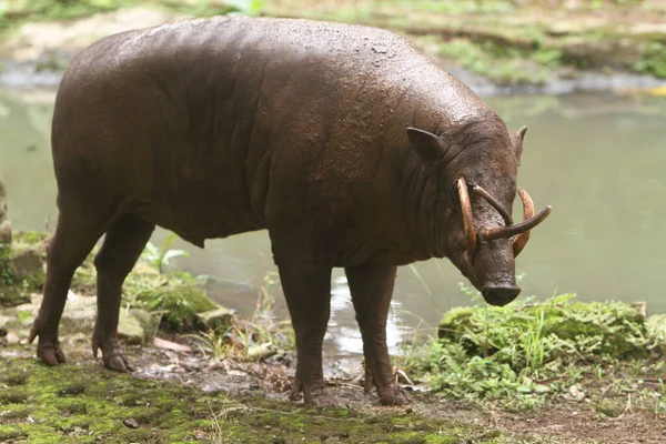 克鲁格国家公园里一只黑色犀牛的特写镜头 — 图库照片