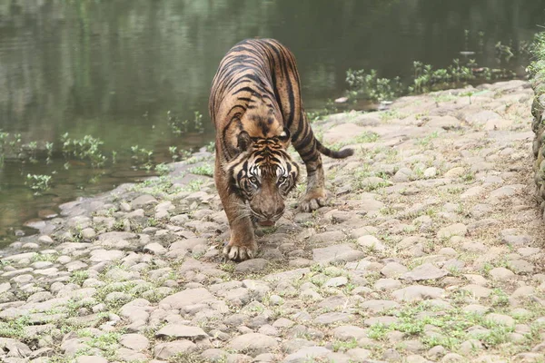 Närbild Vacker Vit Tiger — Stockfoto