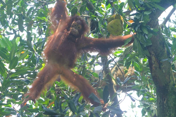 Крупный План Милого Орангутанга Дереве — стоковое фото
