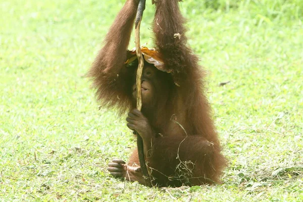 Close Cute Orangutan — стоковое фото