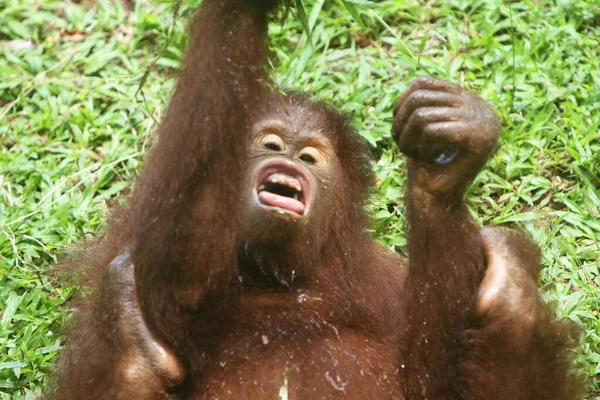 Крупным Планом Милого Орангутанга — стоковое фото