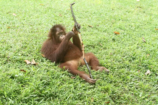 Молодой Орангутан Зеленой Траве — стоковое фото