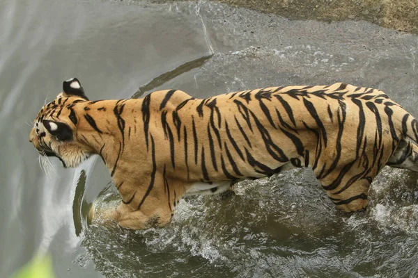 Tygrys Wodzie — Zdjęcie stockowe