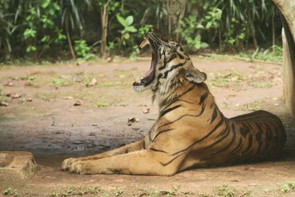 Gros Plan Tigre Dans Zoo — Photo