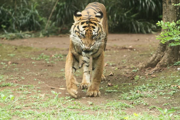 Tigre Allo Zoo — Foto Stock