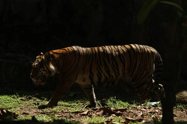 Πορτρέτο Του Όμορφη Σουμάτρας Τίγρη — Φωτογραφία Αρχείου