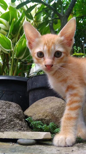 Close Dari Kucing Kecil — Stok Foto