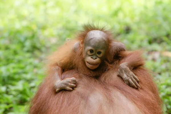 Крупный План Маленького Орангутана — стоковое фото
