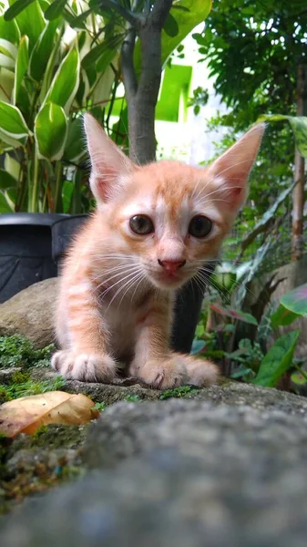 Kucing Tergeletak Taman — Stok Foto