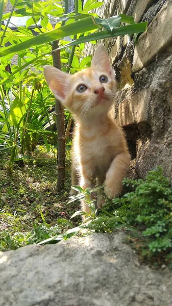 小さな猫のクローズ アップ — ストック写真
