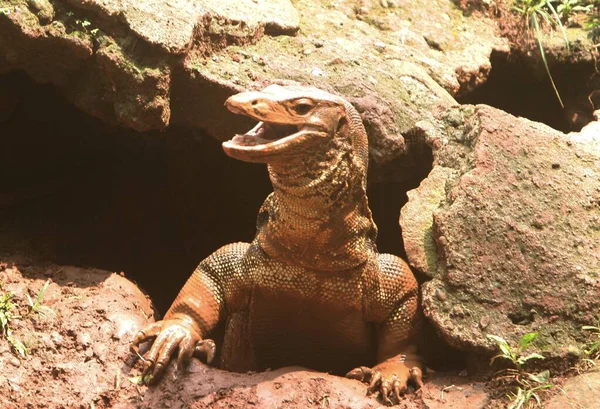 동물원에 이색적 도마뱀의 — 스톡 사진