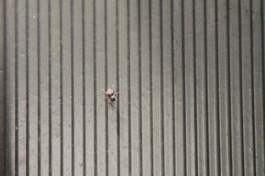 Duvarda küçük bir örümcek portresi